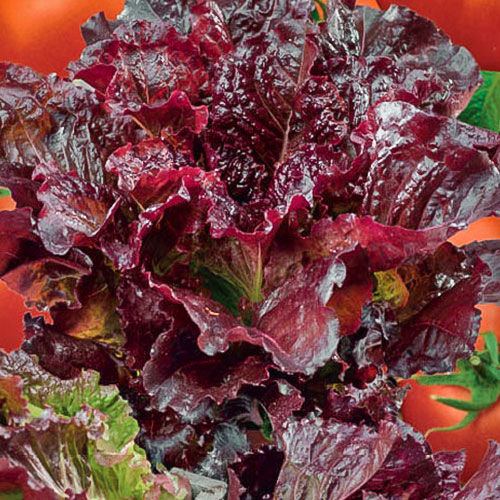 Салат листовой Гранатовый сок Premium Seeds артикул фото 1 Салат листовой Гранатовый сок Premium Seeds изображение 1 артикул 83818