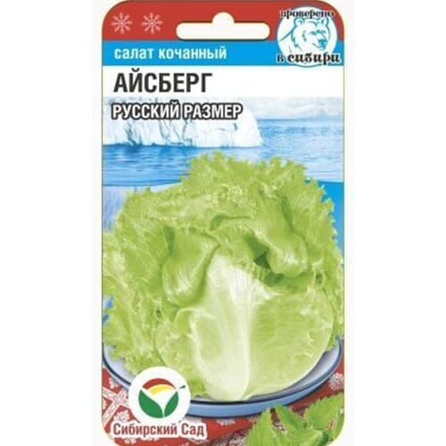 Салат кочанный Айсберг Русский размер Сибирский Сад артикул фото 1 Салат кочанный Айсберг Русский размер Сибирский Сад изображение 1 артикул 97144
