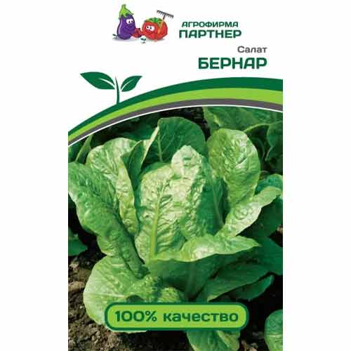 Салат кочанный Бернар Партнер артикул фото 1 Салат кочанный Бернар Партнер изображение 1 артикул 84046