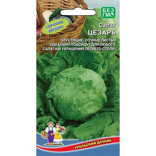 Салат кочанный Цезарь, семена артикул фото 1 Салат кочанный Цезарь, семена изображение 1 артикул 94687