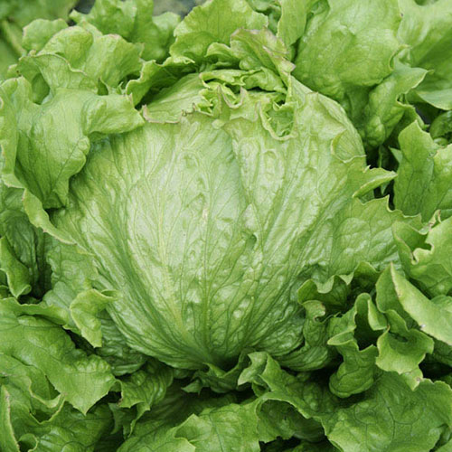 Салат кочанный Хрустящий шедевр Уральский дачник изображение 1 артикул 84948