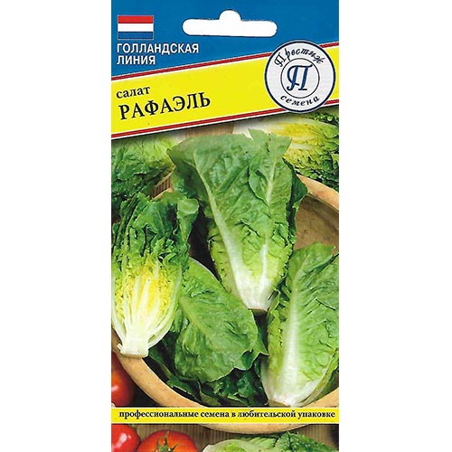 Салат кочанный Рафаэль, семена артикул фото 1 Салат кочанный Рафаэль, семена изображение 1 артикул 93224