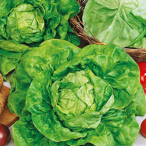 Салат кочанный Русский деликатес Уральский дачник изображение 1 артикул 74233