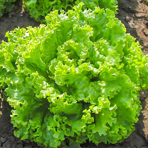 Салат листовой Мама Мия артикул фото 1 Салат листовой Мама Мия изображение 1 артикул 82780