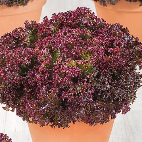 Салат листовой Пушкин Premium Seeds артикул фото 1 Салат листовой Пушкин Premium Seeds изображение 1 артикул 83820