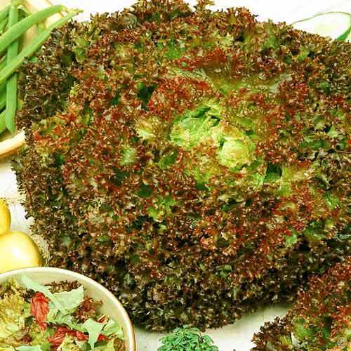 Салат Лолло Росса, семена изображение 1 артикул 65761