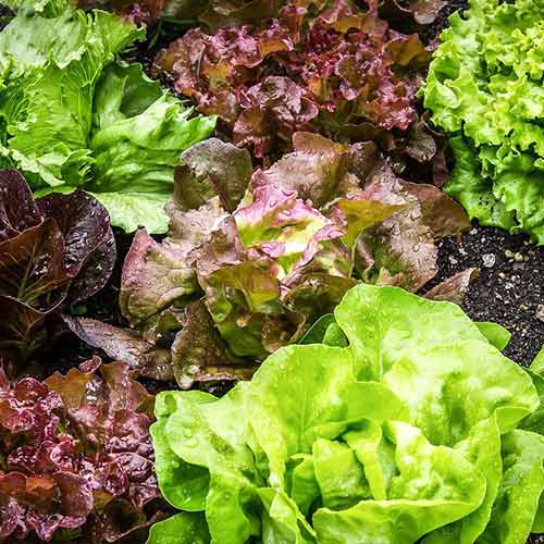 Салат Микс изображение 1 артикул 69812