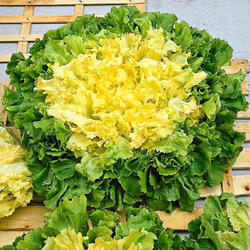 Салат эндивий Нежный Седек изображение 1 артикул 71673