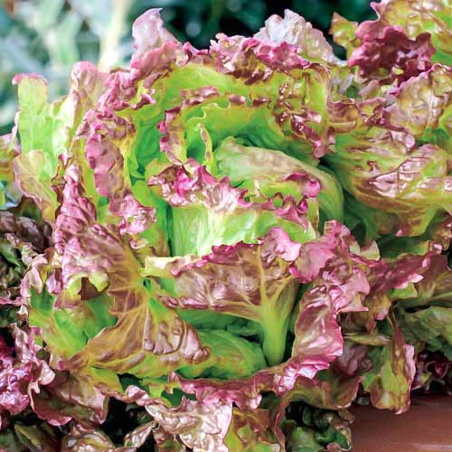 Салат полукочанный Аврора изображение 1 артикул 71065