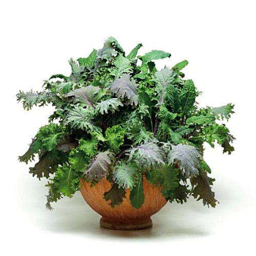 Салат Ураган, смесь сортов изображение 1 артикул 71870