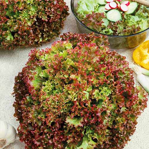 Салат листовой Яркие витаминки, смесь сортов Уральский дачник артикул фото 1 Салат листовой Яркие витаминки, смесь сортов Уральский дачник изображение 1 артикул 74235