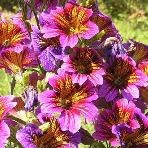 Сальпиглоссис Супербиссима изображение 1 артикул 71582