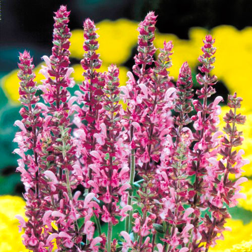 Шалфей Роуз Квин изображение 1 артикул 7263