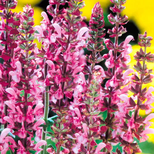 Шалфей Роуз Квин изображение 2 артикул 7263