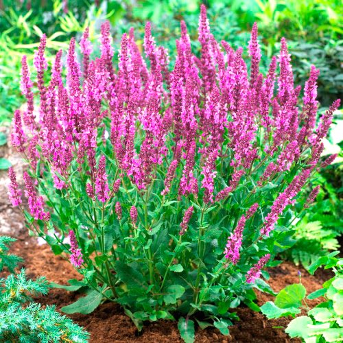 Шалфей Сенсейшн Роуз изображение 1 артикул 7266