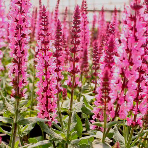 Шалфей Сенсейшн Роуз изображение 2 артикул 7266