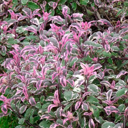 Шалфей Триколор изображение 2 артикул 7268