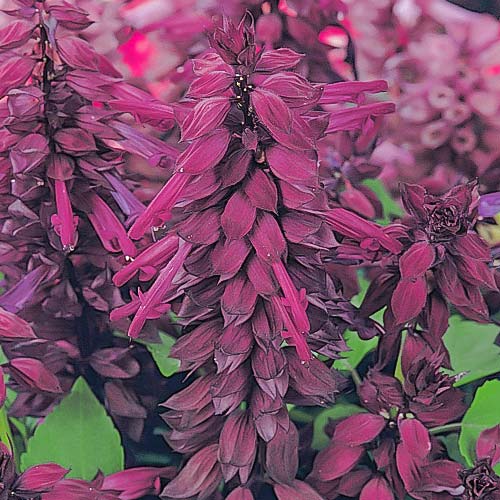 Сальвия блестящая Виста F1 Пурпурная изображение 1 артикул 81407