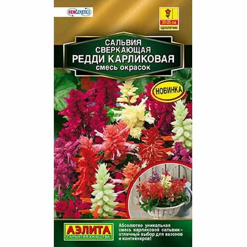 Сальвия карликовая Редди Аэлита изображение 1 артикул 99147