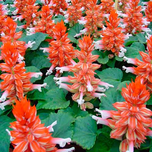 Сальвия Рэдди Биколор изображение 1 артикул 71351