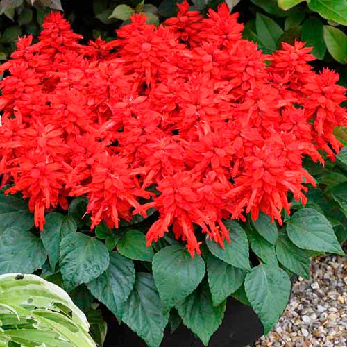 Сальвия Рэдди ярко-красная изображение 1 артикул 71352