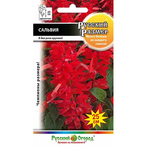 Сальвия Русский Размер, семена изображение 1 артикул 92628