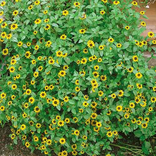 Санвиталия Желтая с черным глазком артикул фото 1 Санвиталия Желтая с черным глазком изображение 1 артикул 71583