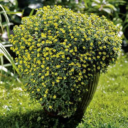 Санвиталия Куин оф Санлайт F1 артикул фото 1 Санвиталия Куин оф Санлайт F1 изображение 1 артикул 74128