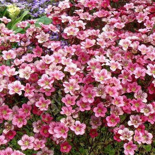 Камнеломка Пикси Роуз изображение 3 артикул 01345