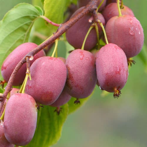 Мини-киви (актинидия) Пурпурная садовая изображение 1 артикул 9315