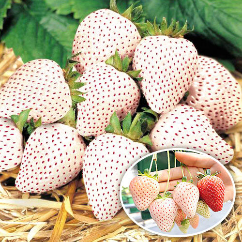 Земляника ремонтантная (крупноплодная) Анабланка изображение 1 артикул 9888