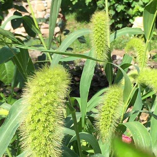 Щетинник Лисий хвост изображение 1 артикул 69980