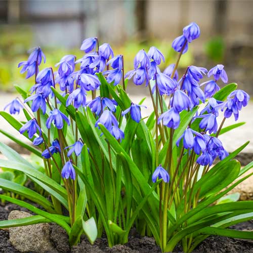 Сцилла Спринг Бьюти изображение 1 артикул 68758