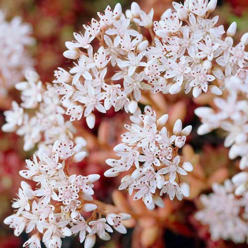 Седум белый Мурале изображение 1 артикул 68733