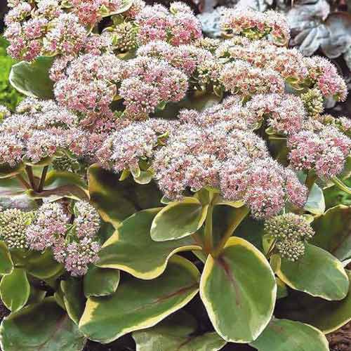 Седум Даймонд Эдж изображение 1 артикул 68731