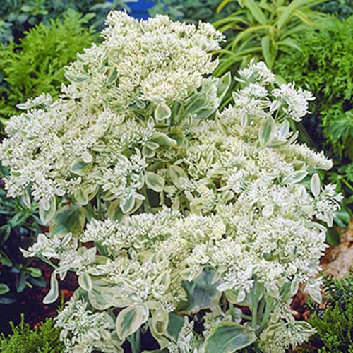 Седум (очиток) Фрости Морн изображение 1 артикул 70487