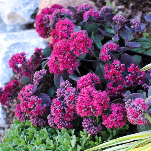 Седум гибридный Амбер Ред изображение 1 артикул 68727