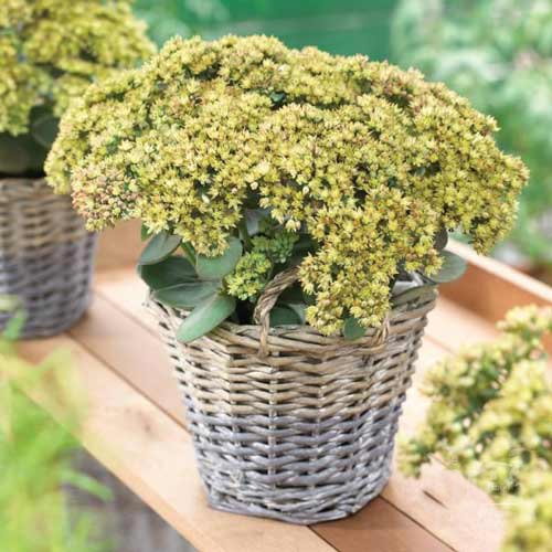 Седум Грин Йеллоу изображение 1 артикул 68730