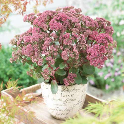 Седум Грин Пинк изображение 1 артикул 68729