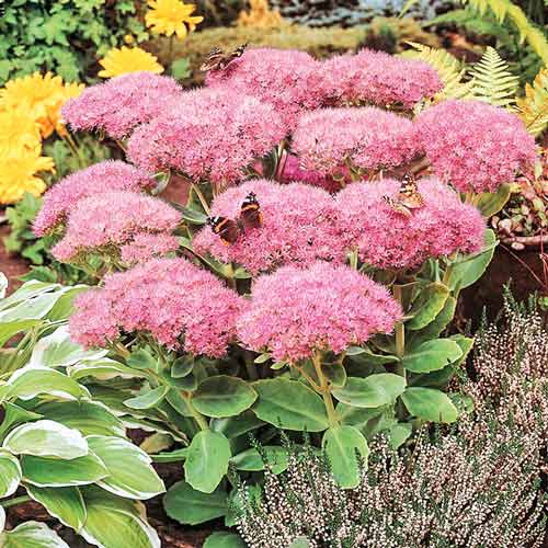 Седум Кармен изображение 1 артикул 76145