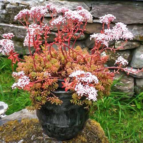 Седум Корал Карпет изображение 1 артикул 68732