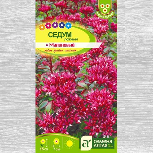 Седум Малиновый изображение 1 артикул 83213