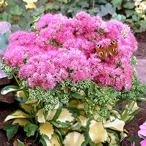 Седум (очиток) Медиовариегатум изображение 1 артикул 70486