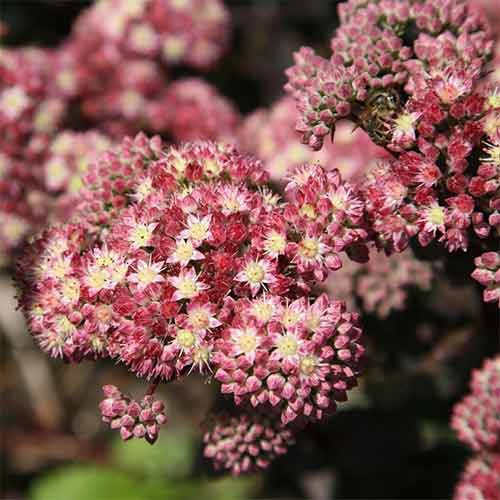 Седум (очиток) Строберри энд Крим изображение 1 артикул 01411