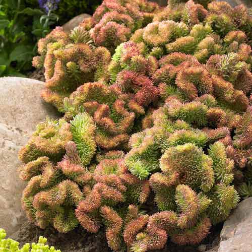 Седум отогнутый Кристатум изображение 1 артикул 68735