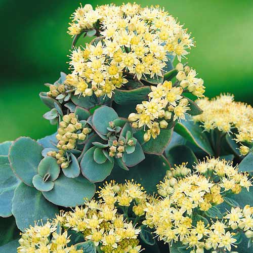 Седум седакшн Грин Йеллоу изображение 1 артикул 68738