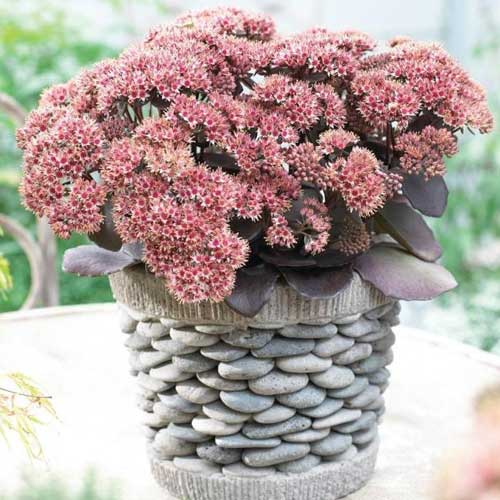 Седум седакшн Грин Пинк изображение 1 артикул 68737