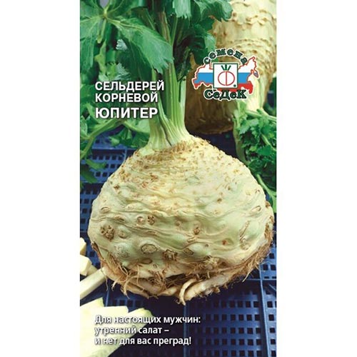 Сельдерей корневой Юпитер, семена изображение 1 артикул 93560