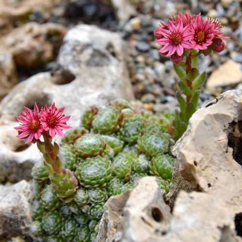 Молодило Томентозум изображение 2 артикул 7276