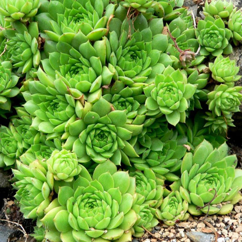 Молодило Бирчмайер изображение 1 артикул 7277